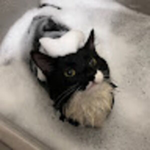 Meet your Posher, Ava